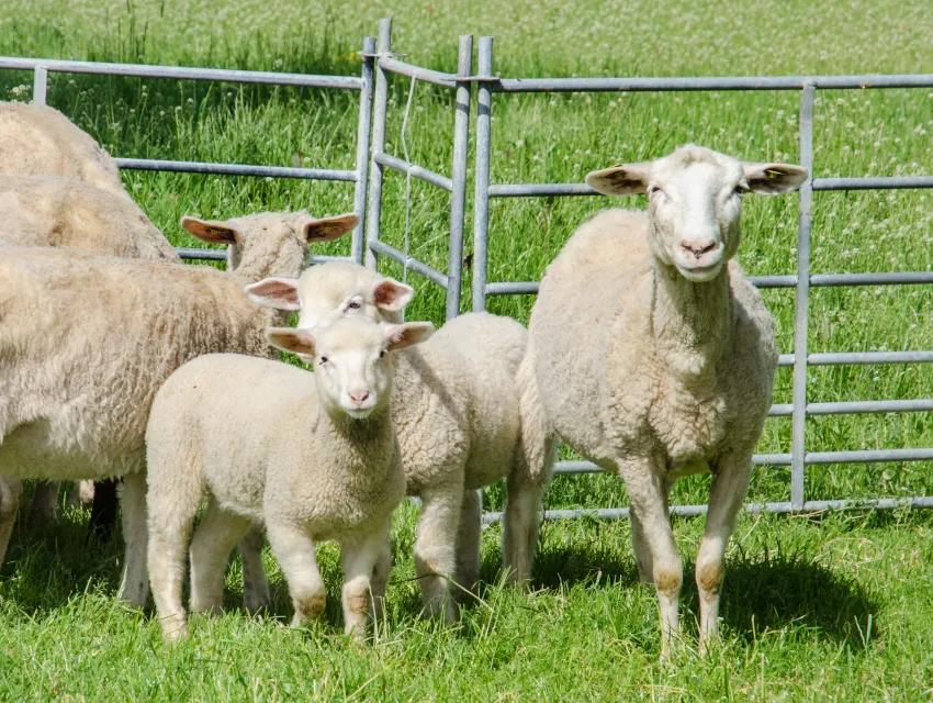 Schafe und Lämmer auf einer grünen Wiese