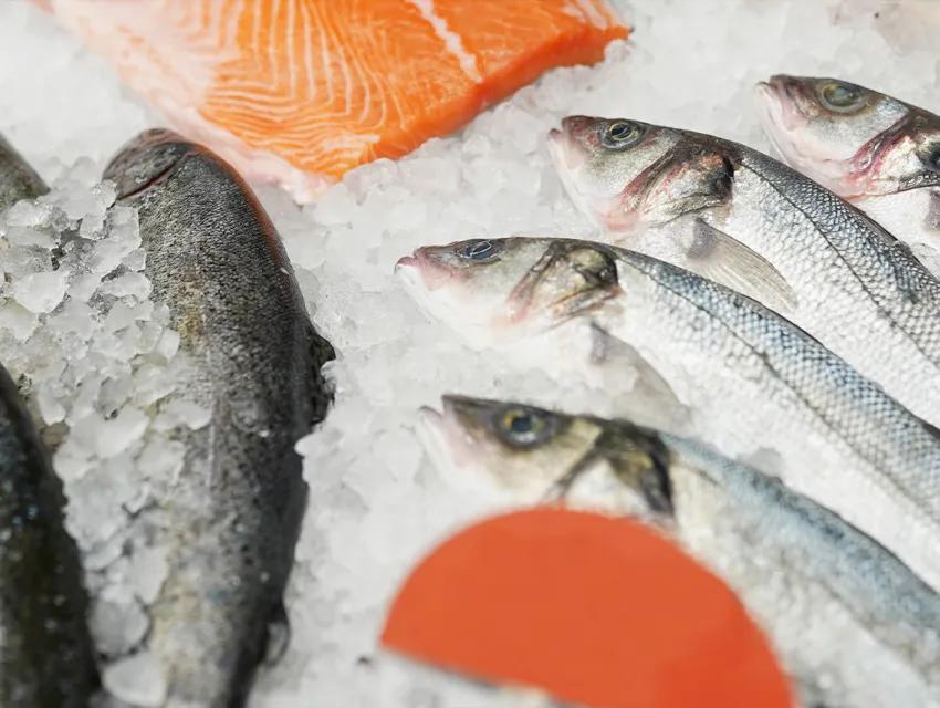 Rückverfolgbarkeit von Fisch