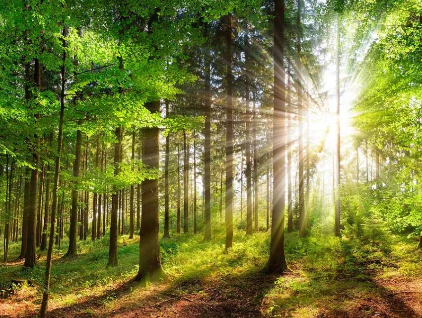 Foto zeigt einen lichtdurchfluteten Wald