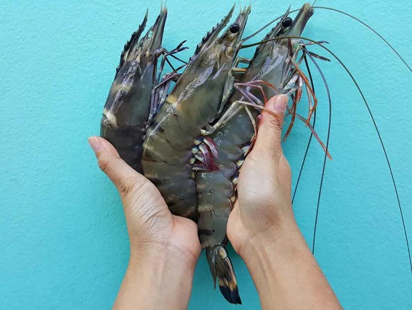 Hände halten Black Tiger Garnelen