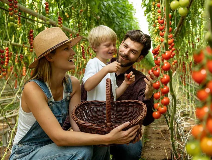 Familie pflückt Tomaten im Gewächshaus bei Frutura