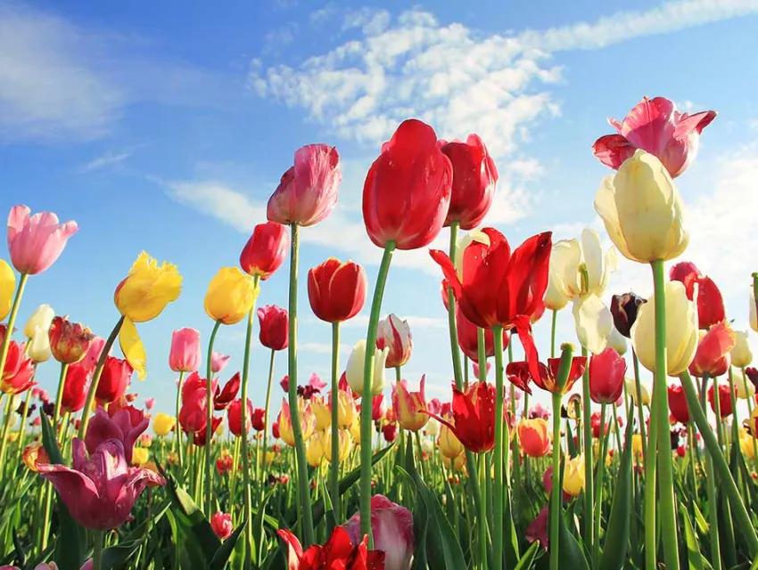Tulpen auf einer Wiese unter blauem Himmel
