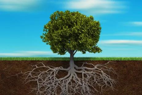 Grafik zeigt einen Baum mit stark verzweigten Wurzeln