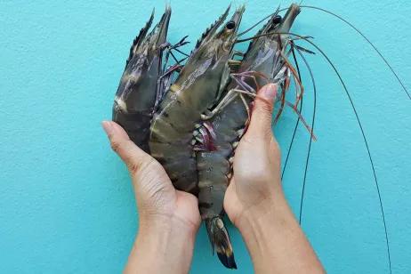 Hände halten Black Tiger Garnelen