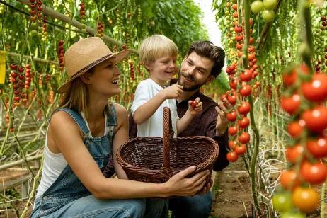 Familie pflückt Tomaten im Gewächshaus bei Frutura