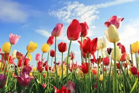 Tulpen auf einer Wiese unter blauem Himmel