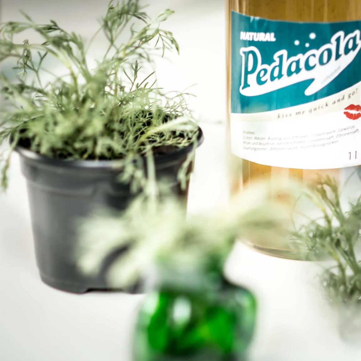 Pedacola Flasche und Cola-Kraut im Blumentopf