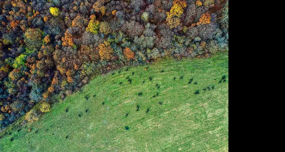 Vogelperspektive eines Waldrandes mit anschließender Wiese