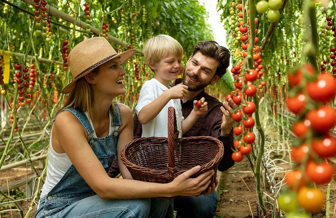 Familie pflückt Tomaten im Gewächshaus bei Frutura