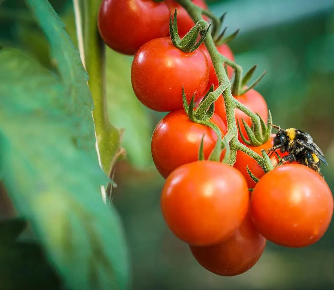 Rispe einer Blumauer Tomate von Frutura