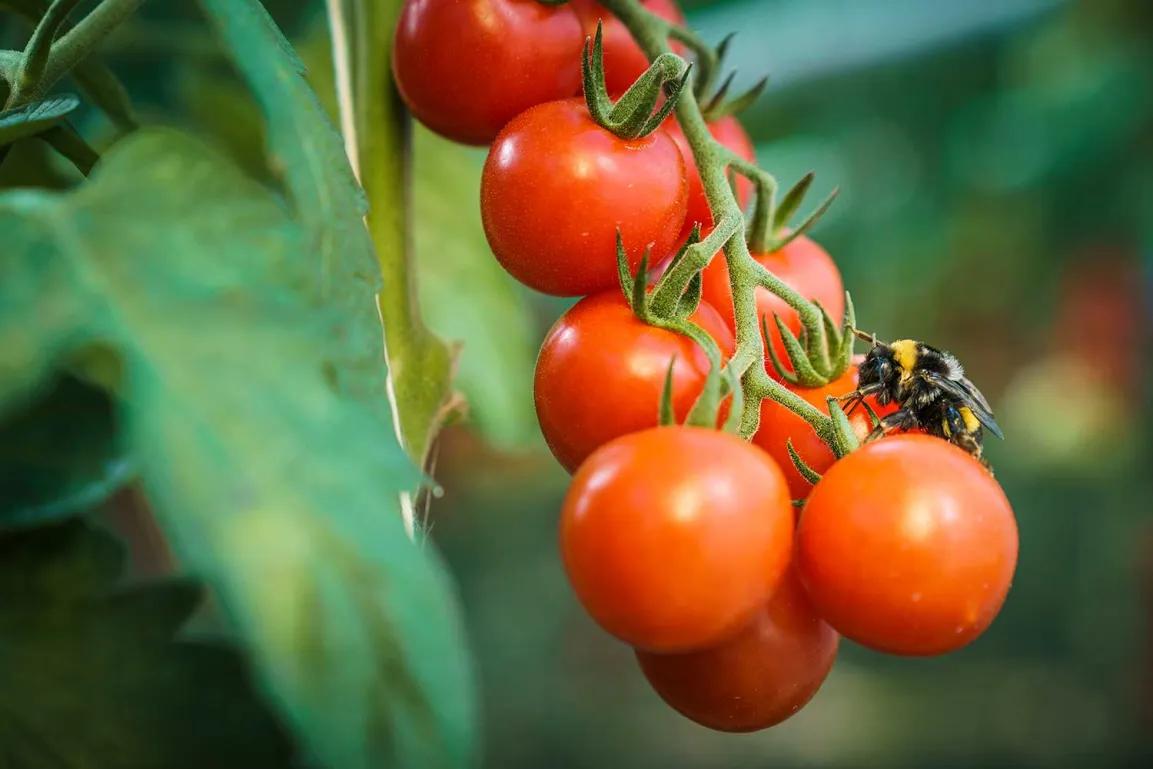 Rispe einer Blumauer Tomate von Frutura