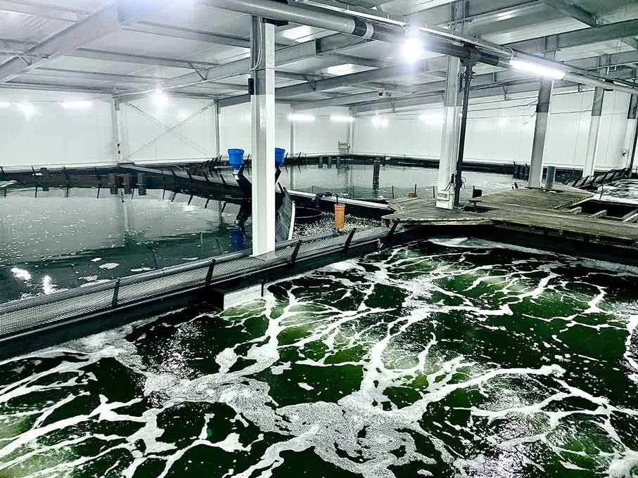 Salzwasseranlage bei Kremstal Garnelen