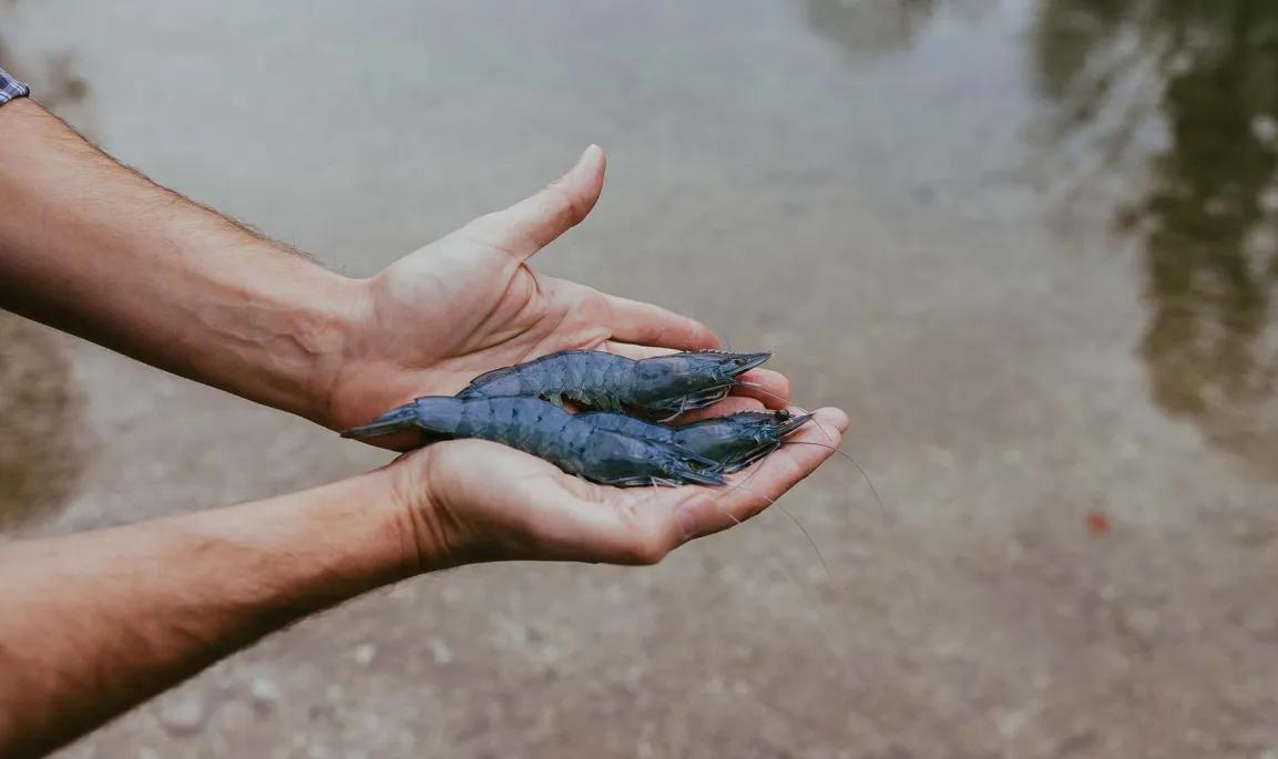 Garnelen aus dem Kremstal