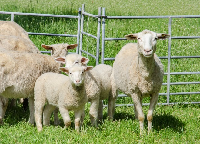 Schafe und Lämmer auf einer grünen Wiese