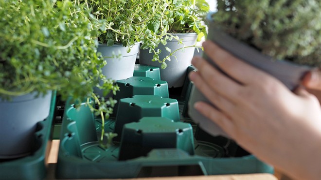 Mehrweg-Pflanzentray