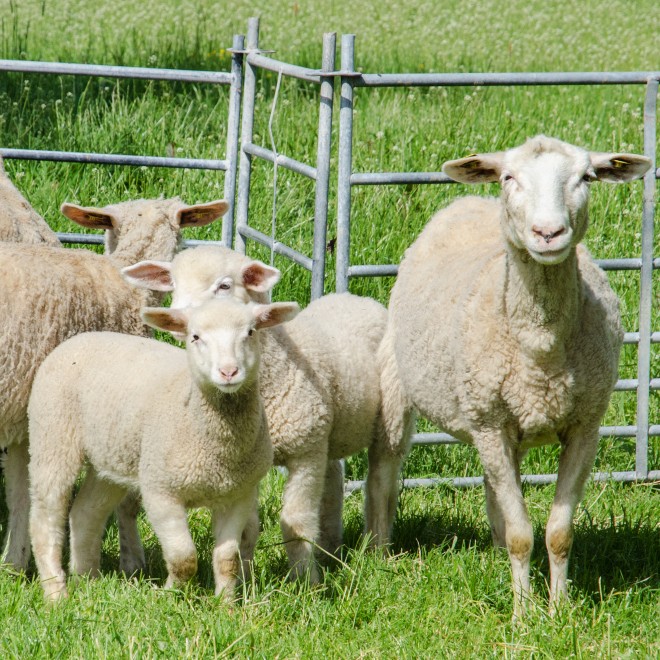 Schafe und Lämmer auf einer grünen Wiese